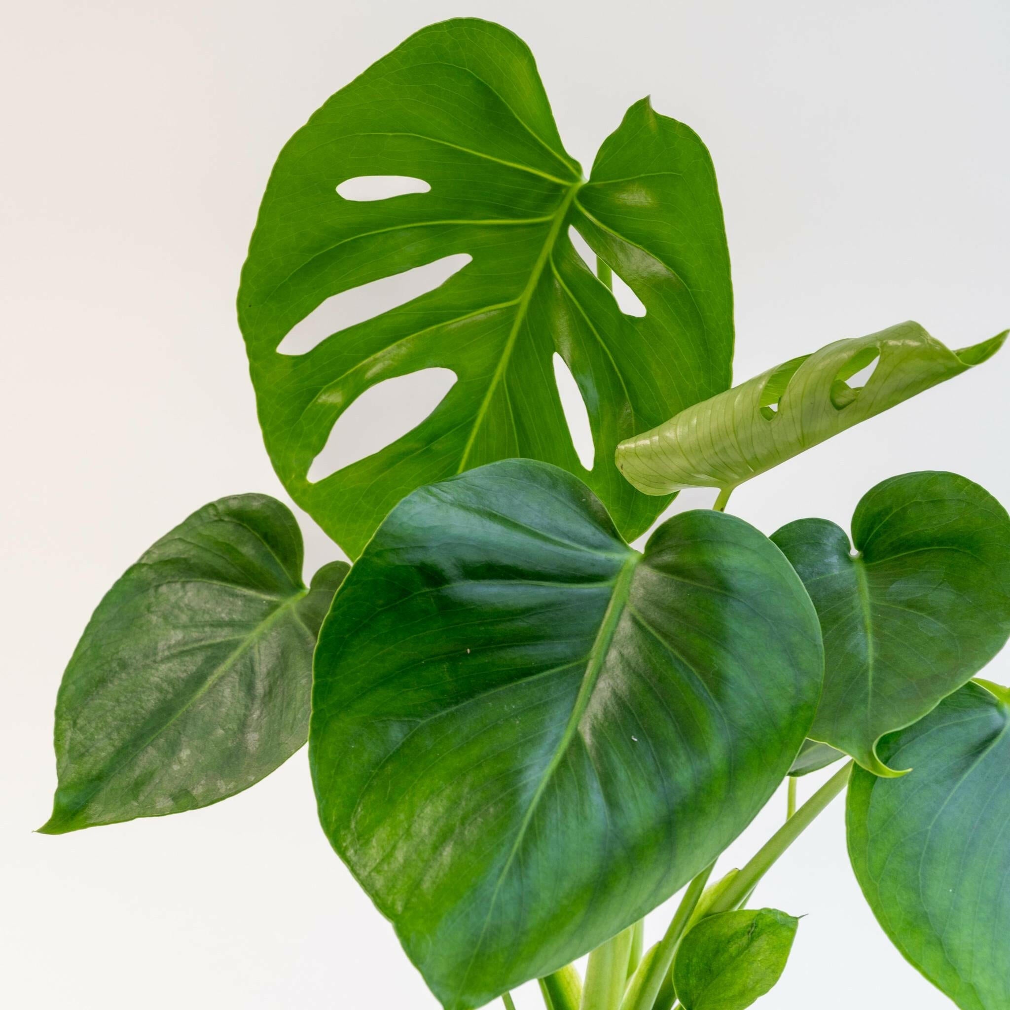 Monstera Plantenpracht in Luxe Fluwelen Pot - ↕35cm - Ø12 - Sierplantenshop