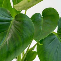 Monstera Plantenpracht in Luxe Fluwelen Pot - ↕35cm - Ø12 - Sierplantenshop