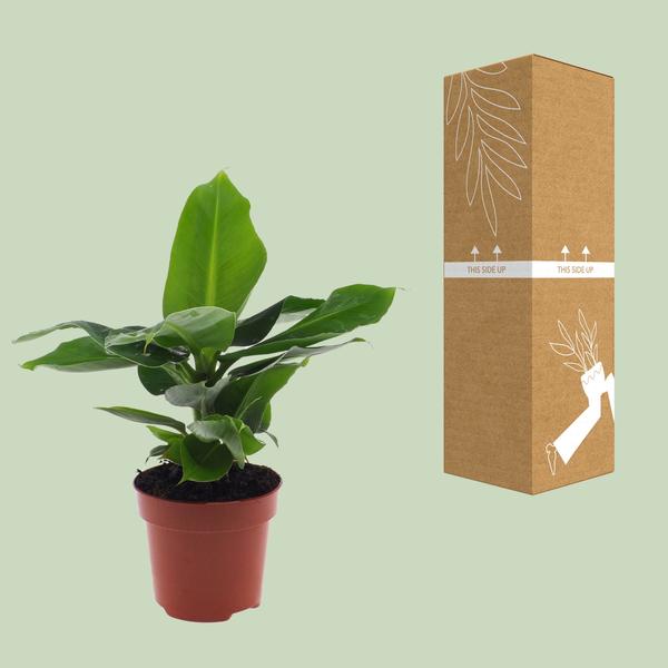 Musa Oriental Dwarf - ↕25cm - Ø12 - Sierplantenshop
