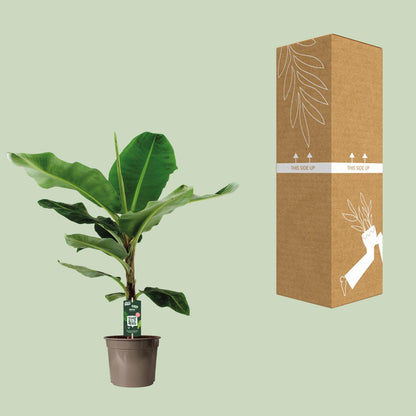 Musa - 100cm - Ø21cm