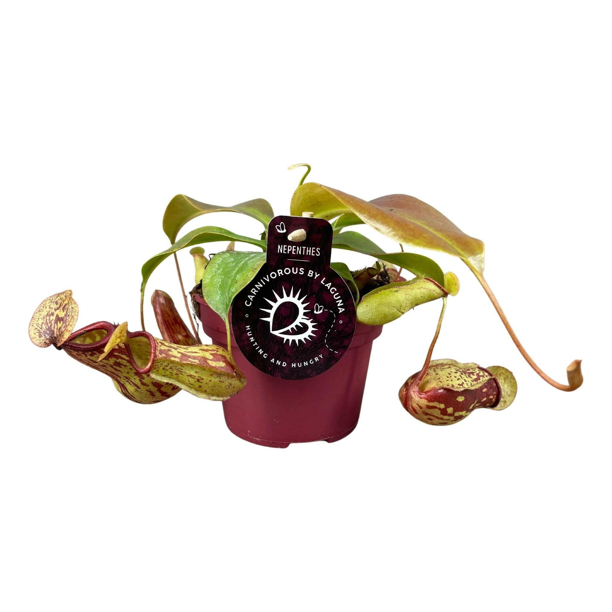 Nepenthes Gaya - Luchtzuiverende Sierplant - ↕17cm - Ø12 - Sierplantenshop