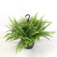 Nephrolepis Boston Green Moment Hangplant - ↕60cm - Ø19 - Sierplantenshop