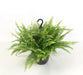 Nephrolepis Boston Green Moment Hangplant - ↕60cm - Ø19 - Sierplantenshop