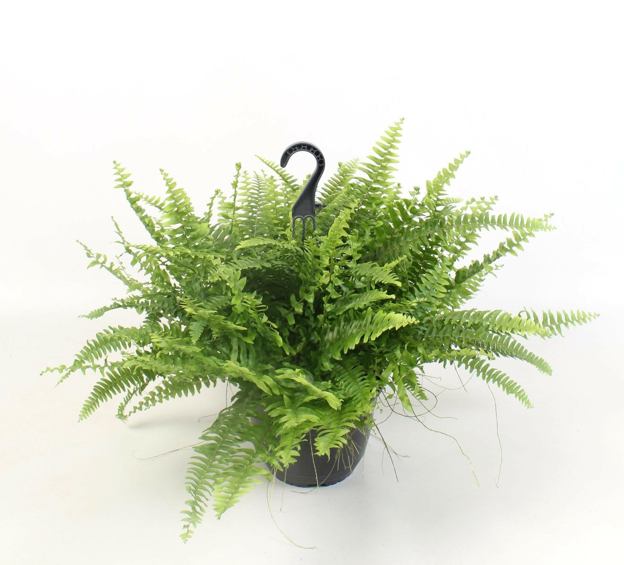 Nephrolepis Boston Green Moment Hangplant - ↕60cm - Ø19 - Sierplantenshop