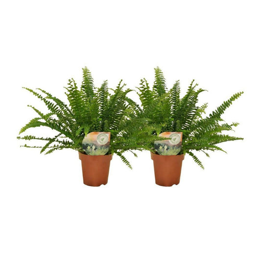 Nephrolepis Green Lady ↕30cm - Ø12 - Sierplantenshop