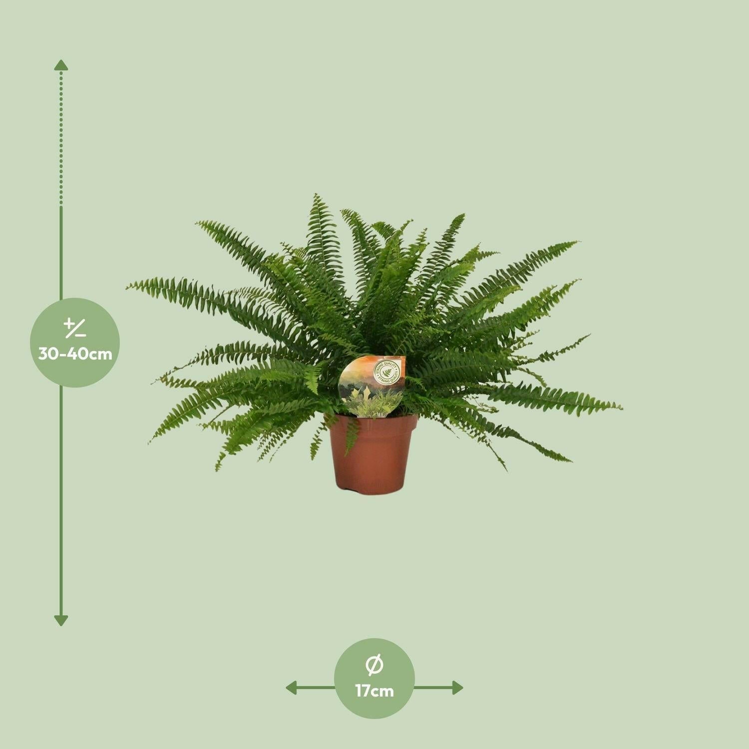 Nephrolepis Green Lady Varen ↕40cm - Ø17 - Sierplantenshop
