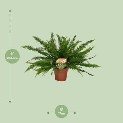 Nephrolepis Green Lady Varen ↕40cm - Ø17 - Sierplantenshop