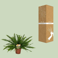 Nephrolepis Green Lady Varen ↕40cm - Ø17 - Sierplantenshop