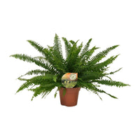 Nephrolepis Green Lady Varen ↕40cm - Ø17 - Sierplantenshop