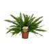 Nephrolepis Green Lady Varen ↕40cm - Ø17 - Sierplantenshop