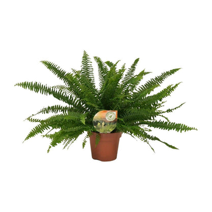 Nephrolepis Green Lady Varen ↕40cm - Ø17 - Sierplantenshop