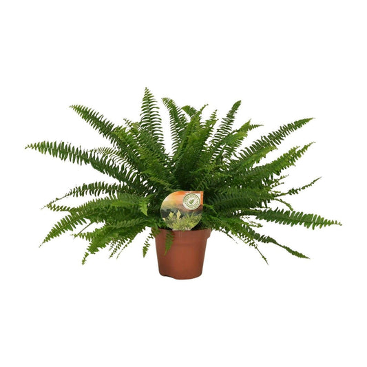 Nephrolepis Green Lady Varen ↕40cm - Ø17 - Sierplantenshop