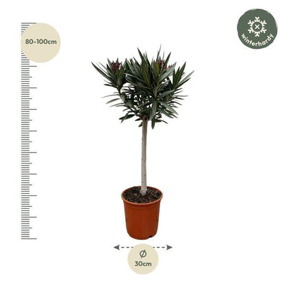 Nerium Oleander op stam met rode bloem - 90cm - Ø22 - Sierplantenshop