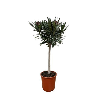 Nerium Oleander op stam met rode bloem - 90cm - Ø22 - Sierplantenshop