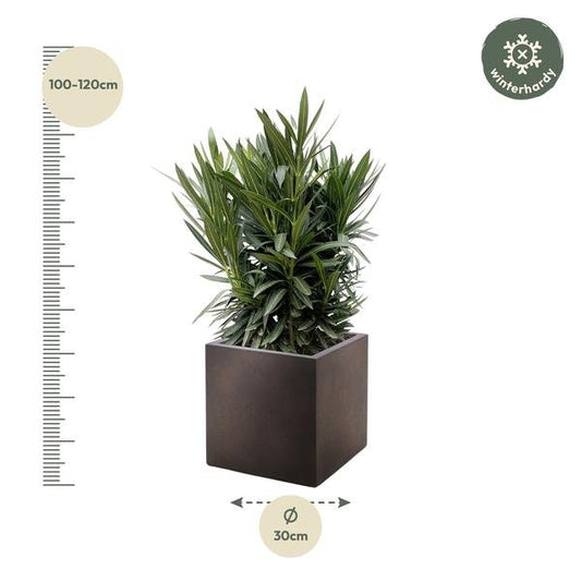 Nerium Oleander struik met roze bloem - ↕130cm - Ø26 - Sierplantenshop