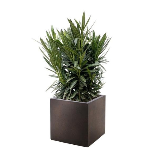 Nerium Oleander struik met roze bloem - ↕130cm - Ø26 - Sierplantenshop