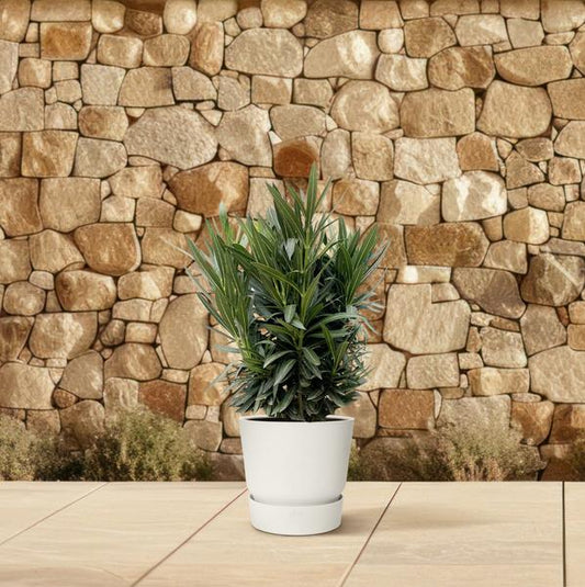 Nerium Oleander struik met roze bloem - ↕130cm - Ø26 - Sierplantenshop