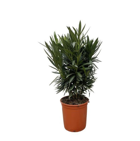 Nerium Oleander struik met roze bloem - ↕130cm - Ø26 - Sierplantenshop