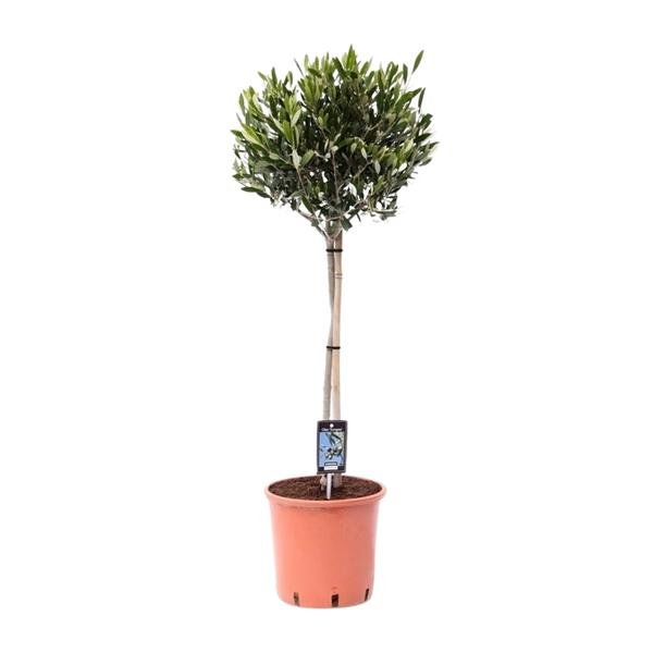 Olea Olijf - Ø22cm - ↕100cm - Sierplantenshop