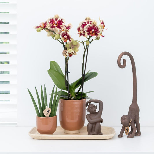 Oranje geurende phalaenopsis orchidee in cognac kleurige Glazed sierpot - ↕35cm - Ø12 - Sierplantenshop