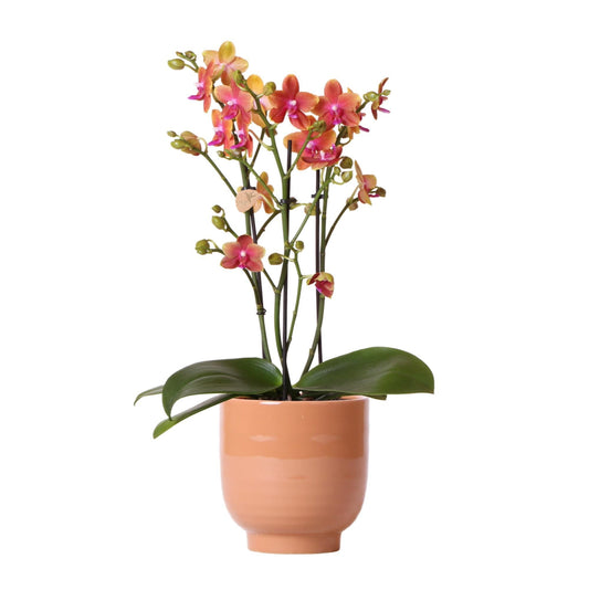 Oranje geurende phalaenopsis orchidee in cognac kleurige Glazed sierpot - ↕35cm - Ø12 - Sierplantenshop