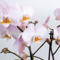 Orchideeën set in Reed Basket | drie Kikkion orchideeën in rieten schaal incl. watergeefsysteem ↕30cm - Ø30 - Sierplantenshop