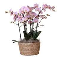 Orchideeën set in Reed Basket | drie Kikkion orchideeën in rieten schaal incl. watergeefsysteem ↕30cm - Ø30 - Sierplantenshop