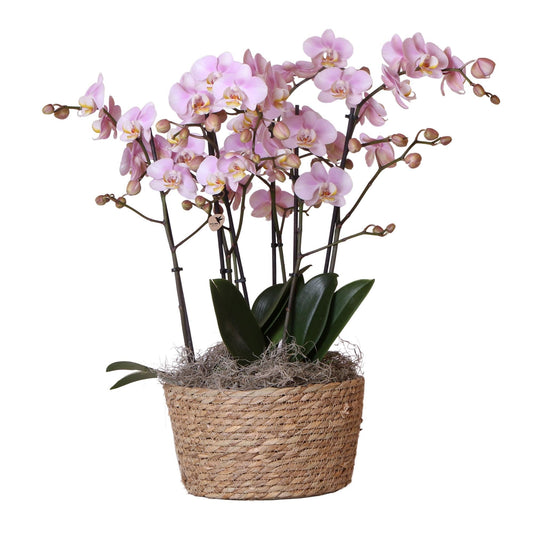 Orchideeën set in Reed Basket | drie Kikkion orchideeën in rieten schaal incl. watergeefsysteem ↕30cm - Ø30 - Sierplantenshop
