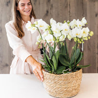 Orchideeën set in Reed Basket | drie Kikkion orchideeën in rieten schaal incl. watergeefsysteem ↕30cm - Ø30 - Sierplantenshop