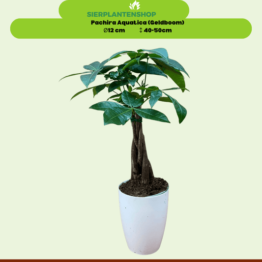 Pachira, Ananasplant en Chamaedorea met witte sierpotten - ↕35cm - Ø12 - Sierplantenshop