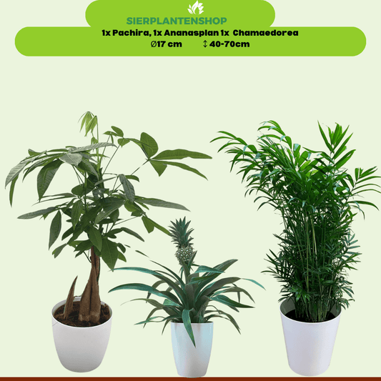 Pachira, Ananasplant en Chamaedorea met witte sierpotten - ↕40 - 70cm - Ø12 - Sierplantenshop