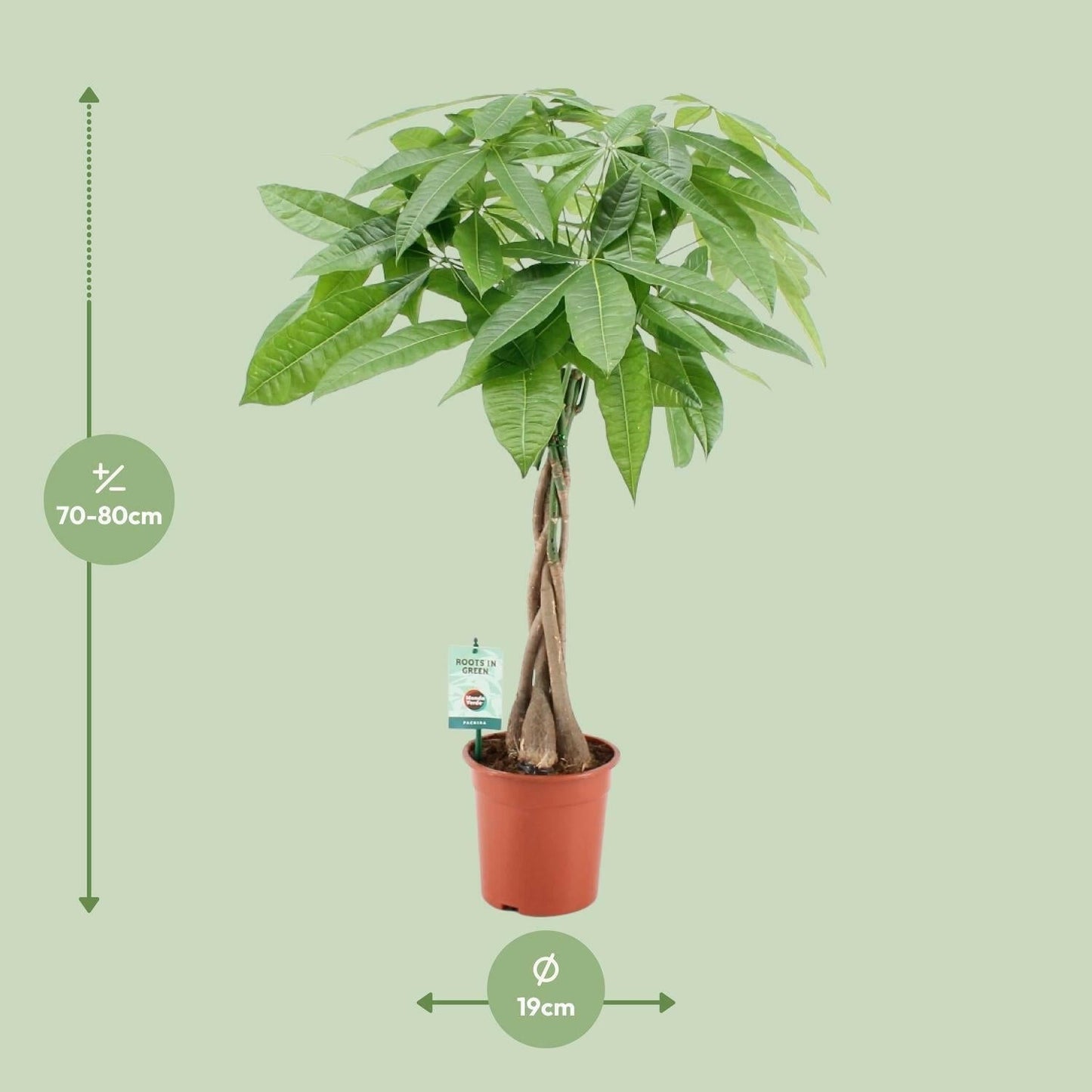 Pachira Aquatica - ↕80cm - Ø19 - Sierplantenshop