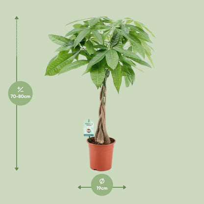 Pachira Aquatica - ↕80cm - Ø19 - Sierplantenshop