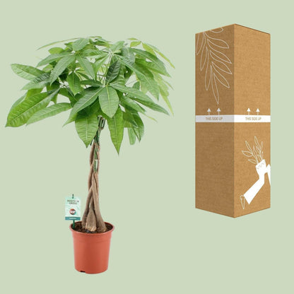 Pachira Aquatica - ↕80cm - Ø19 - Sierplantenshop