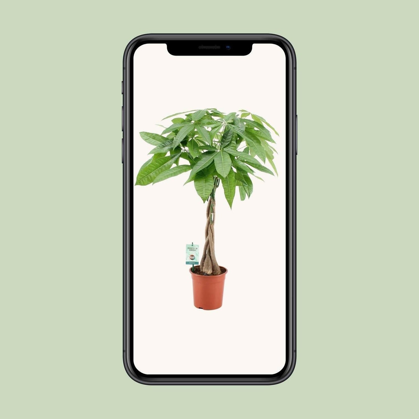 Pachira Aquatica - ↕80cm - Ø19 - Sierplantenshop
