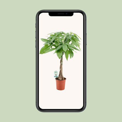Pachira Aquatica - ↕80cm - Ø19 - Sierplantenshop