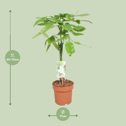 Pachira Aquatica - Geldboom - ↕60cm - Ø17 - Sierplantenshop