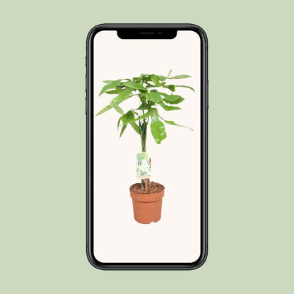 Pachira Aquatica - Geldboom - ↕60cm - Ø17 - Sierplantenshop