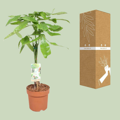 Pachira Aquatica - Geldboom - ↕60cm - Ø17 - Sierplantenshop