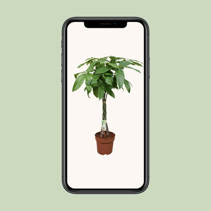 Pachira Aquatica - Gelukskamerplant↕120cm - Ø24 - Sierplantenshop