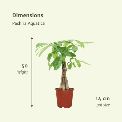 Pachira Aquatica - Geluksplant - Geldboom 2 stuks - ↕50cm - Ø14 - Sierplantenshop