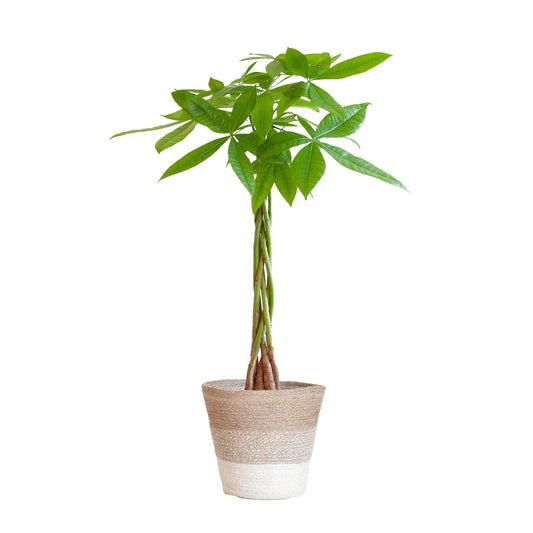 Pachira Aquatica met Mand Lissabon wit - ↕80cm - Ø21 - Sierplantenshop