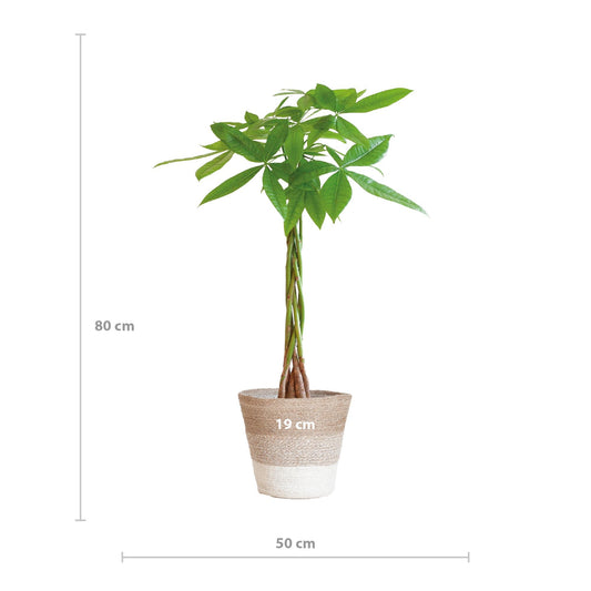 Pachira Aquatica met Mand Lissabon wit - ↕80cm - Ø21 - Sierplantenshop