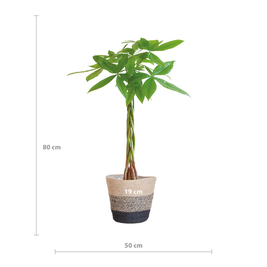 Pachira Aquatica met Mand Lissabon zwart - ↕80cm - Ø21 - Sierplantenshop