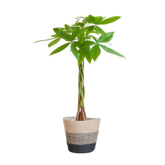 Pachira Aquatica met Mand Lissabon zwart - ↕80cm - Ø21 - Sierplantenshop