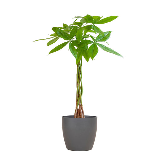 Pachira Aquatica met Viber grijs - ↕80cm - Ø21 - Sierplantenshop