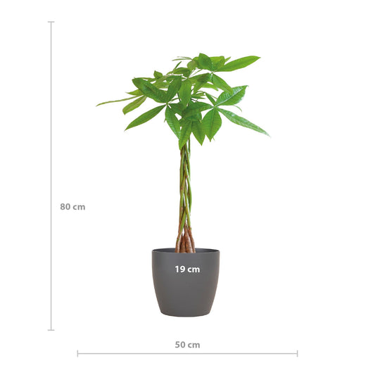 Pachira Aquatica met Viber grijs - ↕80cm - Ø21 - Sierplantenshop