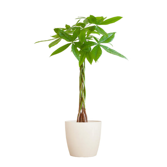 Pachira Aquatica met Viber wit - ↕80cm - Ø21 - Sierplantenshop