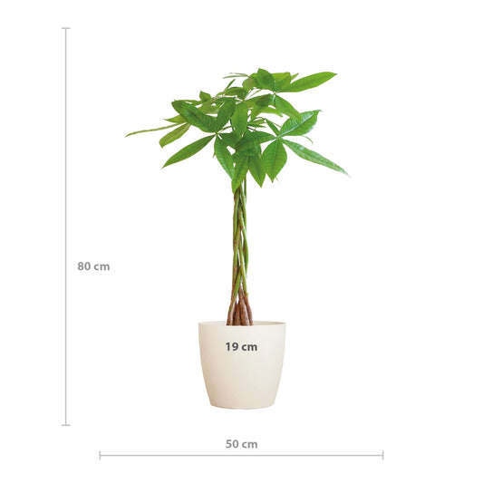 Pachira Aquatica met Viber wit - ↕80cm - Ø21 - Sierplantenshop