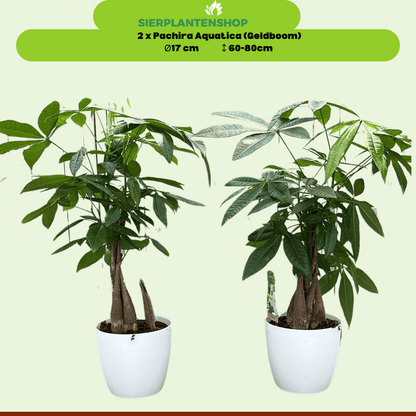 Pachira Duo met witte sierpotten ↕65cm - Ø12 - Sierplantenshop